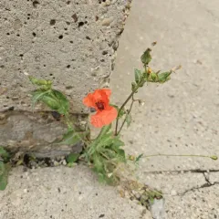 common poppy thumbnail 2
