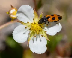 Vernal Click Beetle thumbnail 2
