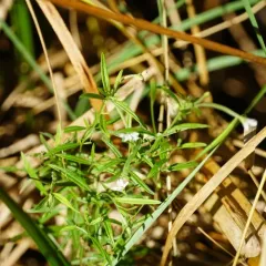 Linear-leaf Willowherb thumbnail 4
