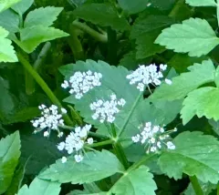Java water-dropwort thumbnail 4
