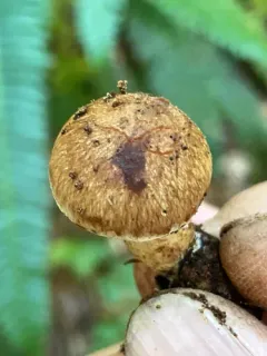 Pholiota mixta thumbnail 2
