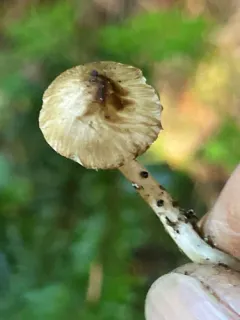 Inocybe fuscodisca thumbnail 4