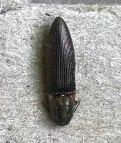 Sericus viridanus thumbnail 4