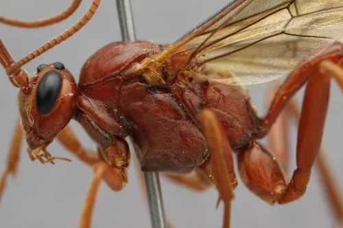 Ophion nigrovarius