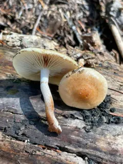 Pholiota occidentalis thumbnail 2