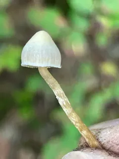 dwarf bell thumbnail 4