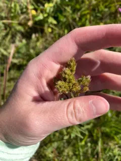 Narrow-leaved Bush Clover thumbnail 3
