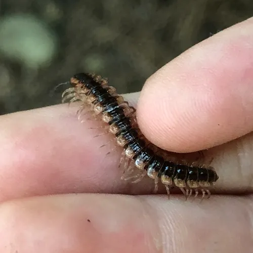 Canadian Flat-back Millipede