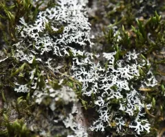 Pale-bellied Frost Lichen thumbnail 3