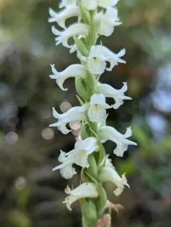 Marsh Ladies' Tresses thumbnail 3