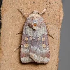 Abagrotis pulchrata thumbnail 3