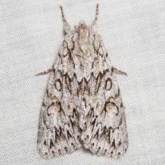 Andropolia aedon thumbnail 3