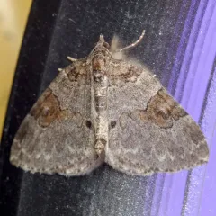 George's Carpet Moth thumbnail 4