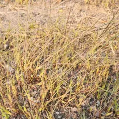 smooth crabgrass thumbnail 3