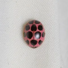 Cream-spotted Ladybird thumbnail 4