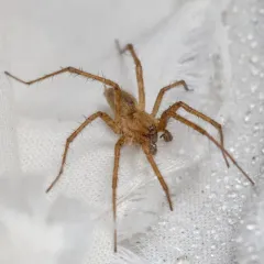 Agelenopsis oregonensis thumbnail 4