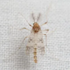 Psectrotanypus dyari thumbnail 4