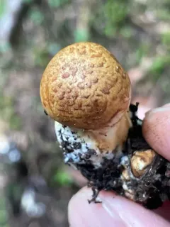 Cortinarius immixtus thumbnail 1