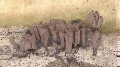 Stemonitopsis hyperopta thumbnail 3