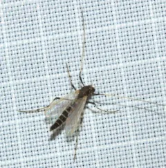 Stictochironomus devinctus thumbnail 3