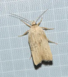 Gonioterma mistrella thumbnail 4