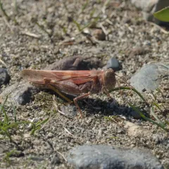 Pallid-winged Grasshopper thumbnail 3