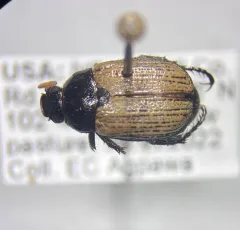 Anomala ludoviciana thumbnail 1