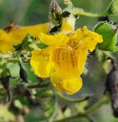 fern-leaved false foxglove thumbnail 4