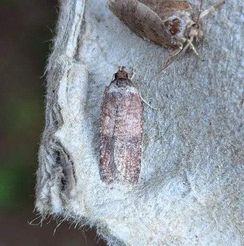Exaeretia fulva