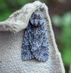 Sympistis anweileri thumbnail 2