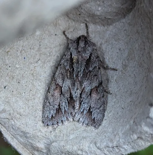 Andropolia theodori