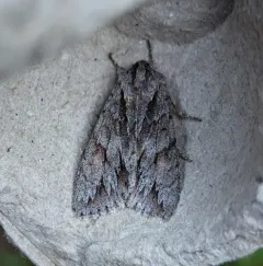 Andropolia theodori thumbnail 1