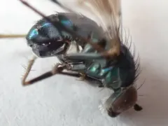 Dolichopus remipes thumbnail 3