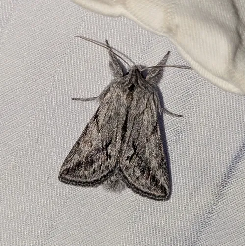 Ashy Pleromelloida Moth