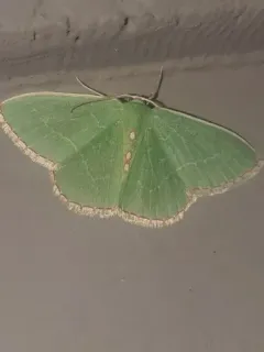 Red-bordered Emerald thumbnail 3