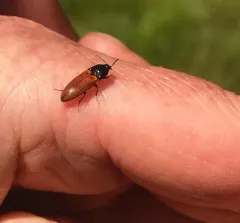 Ampedus sanguinipennis thumbnail 4