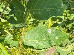 Erysiphe juglandis-nigrae thumbnail 3