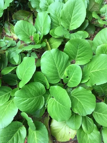 Elephant's-ears