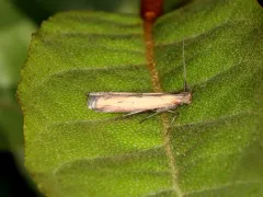 Lesser Cornstalk Borer Moth thumbnail 1