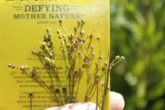 Sandplain Flax thumbnail 2