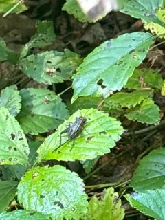 Tinkling Ground Cricket thumbnail 3