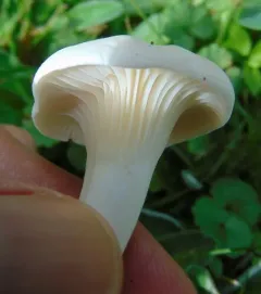 Snowy Waxcap thumbnail 4