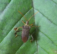 Magnolia Leaf-footed Bug thumbnail 4