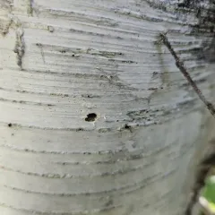 bronze birch borer thumbnail 4