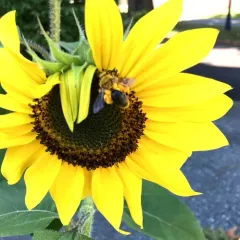 Sunflower Mining Bee thumbnail 4