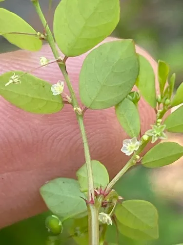 Mascarene Island leaf-flower