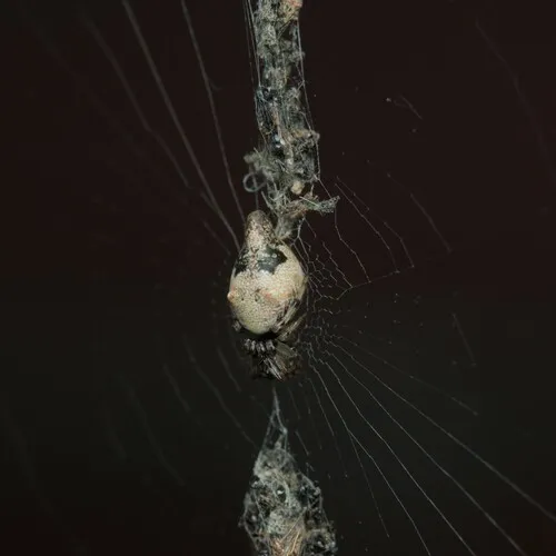 Humped Trashline Orbweaver