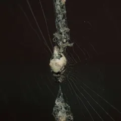 Humped Trashline Orbweaver thumbnail 1