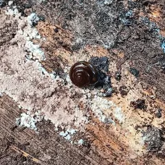 Black Gloss Snail thumbnail 4