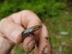 Coal Skink thumbnail 3